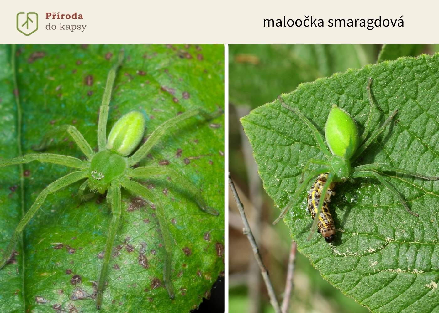 zeleny-pavouk-maloocka-smaragdova (2)
